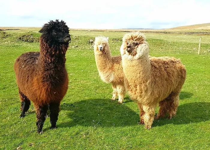 شقة Wastwater On The Big 